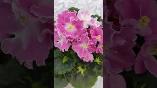 Фиалка АВЯ Ваша Навеки flowers цветы [upl. by Gitt]