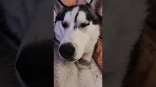 Husky siberiano coccolone huskysiberianhuskyrelaxingdoglovermassagefunnyvideoyoutubeshorts [upl. by Samaj846]