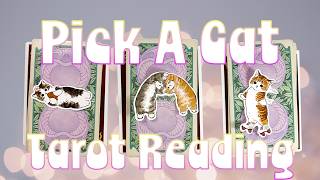 Pick A Cat Tarot Reading 😸 Pick A Card [upl. by Edobalo270]