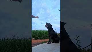 canecorso canecorsopuppies canecorsodog cane corso puppy for sale [upl. by Valaree]