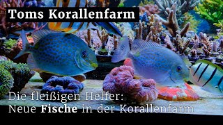 Update aus der Korallenzucht Die fleißigen Helfer neue Fische sind eingezogen [upl. by Best]