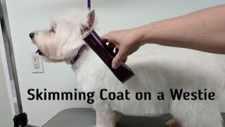 Westie Grooming Skimming and Sculpting [upl. by Dugald]