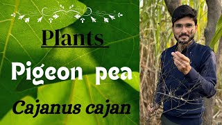 About Pigeon Pea 🫛 Cajanus cajan naturalsciencelifesciencestudentbotanybiologyneet [upl. by Nabroc]