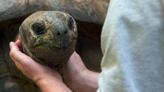 Do Tortoises Like Being Touched [upl. by Lewan]