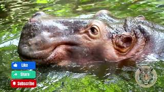 The Habitat and Behavior of the Hippopotamus Secrets of the River Giants [upl. by Alisia]