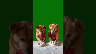 Green screen material funny material green screen material dog Fantastic Beasts on Tik Tok funny [upl. by Morlee]