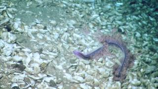 Stunning Siphonophore Strikes Back  Nautilus Live [upl. by Zane839]