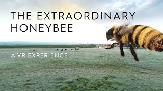 The Extraordinary Honey Bee  A 360 VR Experience  HäagenDazs® [upl. by Leonardi759]