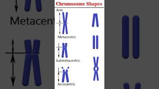 Chromosome shapes cytogenetics [upl. by Naugan554]