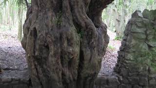 Old YEW TREE Taxus baccata in Leigh Woods UK [upl. by Karb]