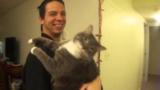 crazy cat licks when you scratch him [upl. by Harris]