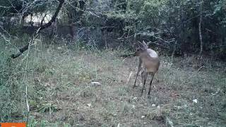 Bush or Common duiker Sylvicapra grimmia [upl. by Hola]