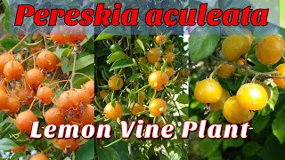 Pereskia aculeata  Lemon Vine  Barbados Gooseberry  Tropical Fruit Information  MTech Gardens [upl. by Fem]