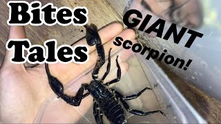 Scorpio tarot today  story behind scorpio horoscope [upl. by Nwahsor915]