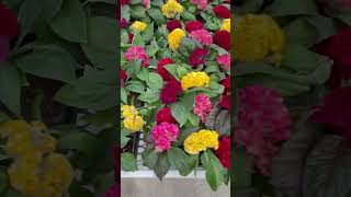 Different types of Celosia for your garden  Celebrate the Year of the Celosia [upl. by Mariko]