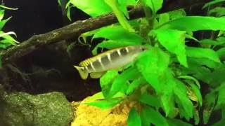 Crenicichla Compressiceps Dwarf Green Pike Cichlid [upl. by Priscella716]