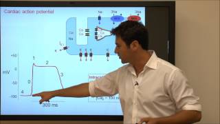 Cardiac Action Potential  Tutorial [upl. by Eilsel]