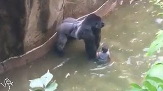 HARAMBE Video Update Childs Mother Not Charged In Zoo Gorilla Shooting  The Dodo [upl. by Acacia892]