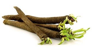 ⟹ Black salsify  scorzonera hispanica  flower leaf root crop [upl. by Evaleen535]