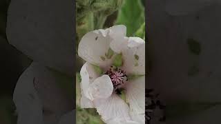 Althaea officinalis [upl. by Alana387]