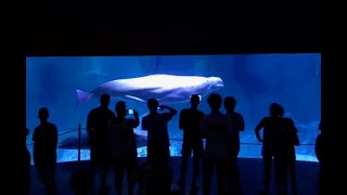 Oceanografic Valencia  VLOG tour [upl. by Huntlee]