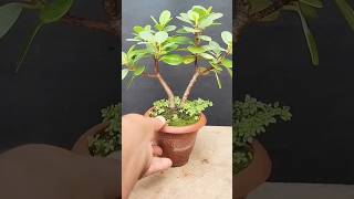 China bot mini bonsai Chines bot bonsai Bonsai mini [upl. by Sydel]