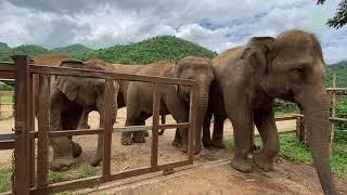 Elephant Chana Open The Door And Lead the Herd To Bath  ElephantNews [upl. by Nepsa]