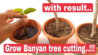 How to grow Banyan tree  Update how to grow Banyan tree from Cutting [upl. by Yruok]