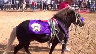 Gran Carrera de Ponys duelo de titanes tienes que verla 25 de febrero 2018 [upl. by Carpet]