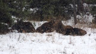 Teepee Creek to see wildlife during hunting season [upl. by Weaver565]