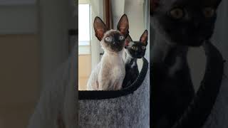 Cornish Rex kittens too cute [upl. by Jacobs]