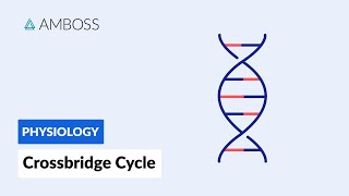 Crossbridge Cycle Muscle Contraction [upl. by Amann]