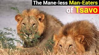 The ManEating Tsavo Lions That Killed 135 People in Kenya amp Uganda in Just 9 Months [upl. by Abbi439]