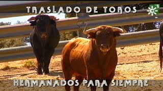 Toros de Apolinar Soriano las edades del toro y selección de sementales  Toros desde Andalucía [upl. by Lash454]