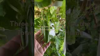 Quick Snack Cucumber Yellow Canary Microdwarf Tomato and Tatsoi [upl. by Atikin581]