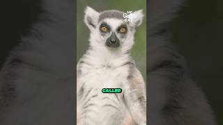 White Sifaka The Madagascar Dancing Lemur shorts [upl. by Taam]