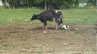 Parto de vaca  Cow gives birth [upl. by Bernadette]