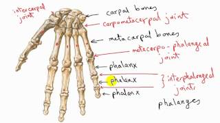 general anatomy 11  types of synovial joints  by dr sameh ghazy [upl. by Ursa]