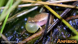 Dendropsophus nanus Rio Claro Farm Maffei and Ubaid 2014 [upl. by Aynahs735]