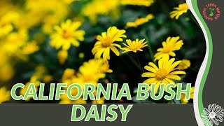 How to grow CALIFORNIA BUSH DAISY in 1 Minute History Growing Nutrition Companion Planting [upl. by Shelia991]