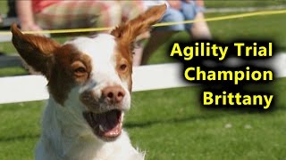 Brittany Spaniel in Agility [upl. by Ellesor]