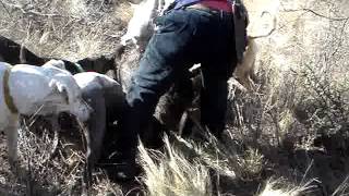 caseria de jabali con perros en santa rosa LP [upl. by Doug]