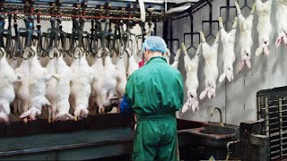 Modern Rabbit Farming and Harvest Technology 🐇 Rabbit meat processing in Factory  Rabbit Industry [upl. by Janean]