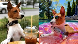 33 Interesting Facts About Basenjis [upl. by Ahsienahs]