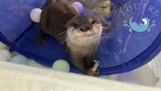 This Otter is No Longer a Baby [upl. by Berty]