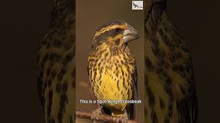 A Spot winged Grosbeak from the Himalayas [upl. by Sheff]