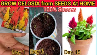 How to grow Celosia from seeds  Celosia grow from seeds in 6 Days  Summer Flower [upl. by Attesoj]