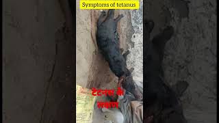 Symptoms of tetanus l Dr Umar Khan [upl. by Haila]