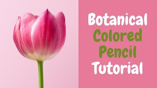 Colored Pencil Botanical Tutorial For Beginners  Live Art Chat [upl. by Ijuy856]