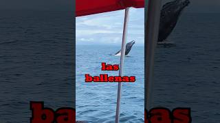 Como VER a las ballenas [upl. by Aprile]